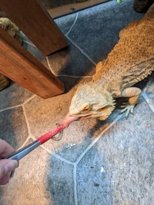 Olivia, the Bearded Dragon! - Olivia is a majestic bearded dragon who received top notch care from one of our exotic pet sitters. Jennie continuously kept Olivia's family updated on her appetite, enclosure temperature & other important information. Veterinary Pet Sitting Professionals was delighted to receive great feedback from Olivia's owner. Olivia, the Bearded Dragon! - Olivia is a majestic bearded dragon who received top notch care from one of our exotic pet sitters. Jennie continuously kept Olivia's family updated on her appetite, enclosure temperature & other important information. Veterinary Pet Sitting Professionals was delighted to receive great feedback from Olivia's owner.