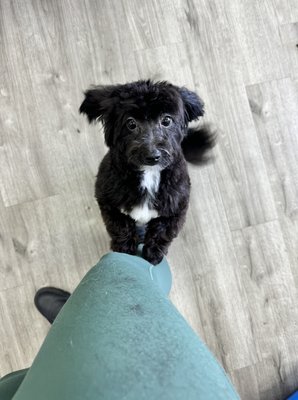 Services offered at Mollie's Groom Room - All grooms include a bath and blowout with luxury shampoos and conditioners, a nail trim (grinding available upon request), ear cleaning, and a finishing spray.
All haircuts include the above listed services as well as a full haircut based on pet parents preferences.