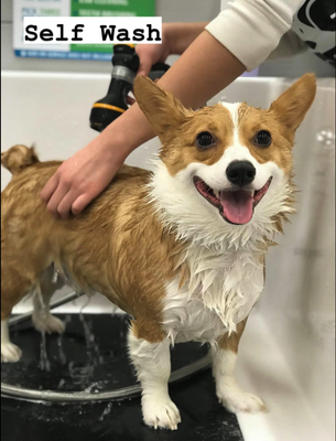 PET SELF WASH - Stop in or book an appointment for the best pet self wash around!