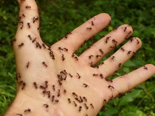 Protect Your Home against Unwanted Invaders like Rodents and Insects - Using the Art of Integrated Pest Management which simply means We Communicate With You. Our Integrated Pest Management Service is designed to Eradicate Pests and Stop them from returning. Contact us today for a free home pest inspection today. Protect Your Home against Unwanted Invaders like Rodents and Insects - Using the Art of Integrated Pest Management which simply means We Communicate With You. Our Integrated Pest Management Service is designed to Eradicate Pests and Stop them from returning. Contact us today for a free home pest inspection today.