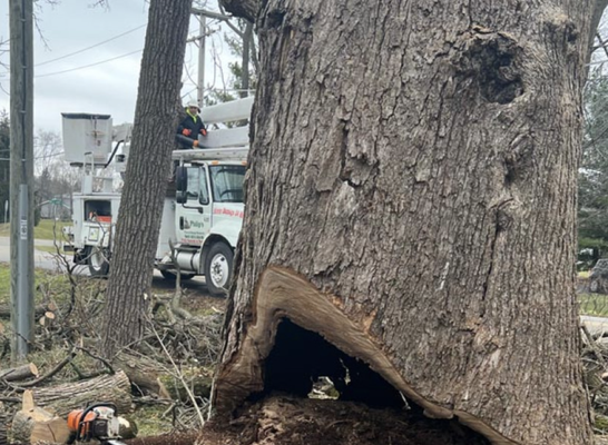 Tree Services & Lot Clearing - Choose us for top-notch local tree services in Gurnee & Lake Villa, IL
A lot of time and effort goes toward maintaining a beautiful landscape. When you need help keeping up with your trees, turn to Philips Tree and Stump Removal for high-quality local tree services in Gurnee & Lake Villa, IL. From tree trimming to lot clearing, you can count on us to transform your trees and landscape. Reach out to us to learn more about our services. Be sure to ask about our emergency tree removal services. Tree Services & Lot Clearing - Choose us for top-notch local tree services in Gurnee & Lake Villa, IL
A lot of time and effort goes toward maintaining a beautiful landscape. When you need help keeping up with your trees, turn to Philips Tree and Stump Removal for high-quality local tree services in Gurnee & Lake Villa, IL. From tree trimming to lot clearing, you can count on us to transform your trees and landscape. Reach out to us to learn more about our services. Be sure to ask about our emergency tree removal services.