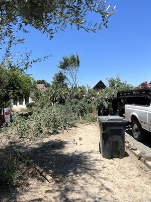 Yard Clean ups - We specialize in costumer satisfaction. Our costumer needed us to remove trees, shrubs, weeds, ivy, stump grind and trim trees.