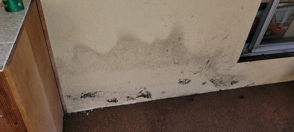 Mold Remediation - Mold Remediation