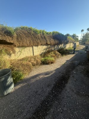 trimming plants and trees - trimming plants and trees trimming plants and trees - trimming plants and trees
