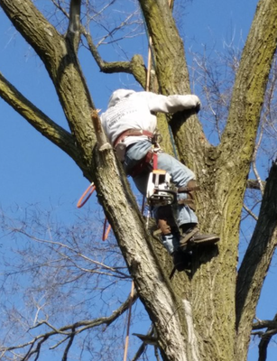 Tree Trimming - Is your yard looking a little wild? Let us help you bring out the beauty in your landscape! Our professional tree trimming services ensure your trees are healthy, safe, and stunning all year round. Tree Trimming - Is your yard looking a little wild? Let us help you bring out the beauty in your landscape! Our professional tree trimming services ensure your trees are healthy, safe, and stunning all year round.