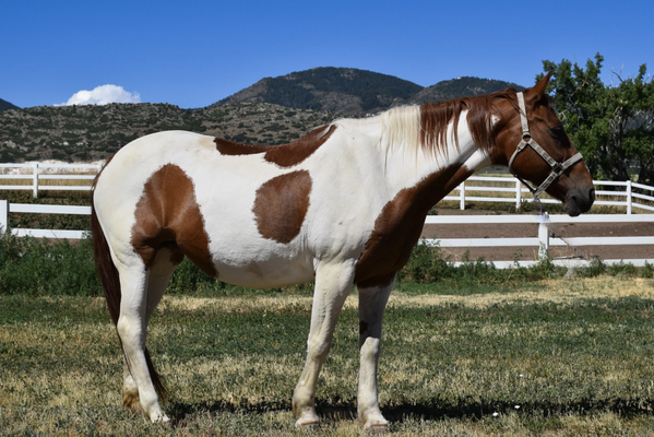 Just a few of our amazing horses - Meet a few of our horses. We have a total of 35 currently. Just a few of our amazing horses - Meet a few of our horses. We have a total of 35 currently.