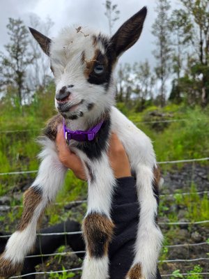 Goats at Maui Goat Yoga - These are some of the goats of Maui Goat Yoga.  They are playful and cute and love attention.