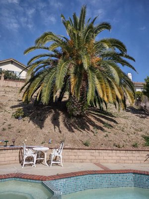 Palm cleanup - This palm was done in chino ca, it’s wanted a palm trim just needed to pick up trash and all done