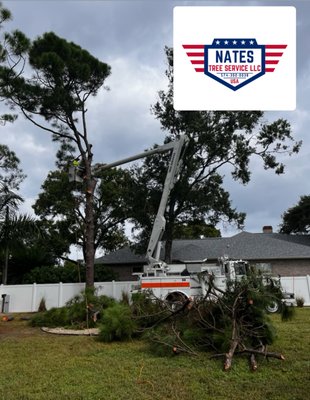 TREE REMOVAL - Tree removal & tree trimming for our valued customers! TREE REMOVAL - Tree removal & tree trimming for our valued customers!