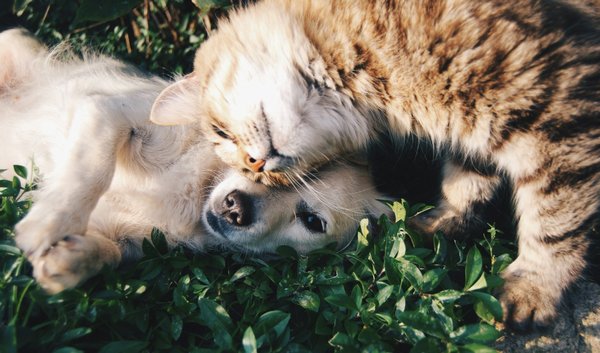 Pet Sitting - Each service visit includes ensuring your pets are doing well and are fed per your direction. Dogs are given ample time to go potty in your backyard or on a leash near your home. Cats will have their litter box changed. Dog walks will be on a route of your choice. We can also provide additional services (medication for your pet, retrieve mail, or whatever else you request), usually at no extra charge.