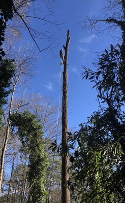 Tree Removal - If you’re looking for an experienced Tree Removal Company, we are the ones to call. Even if the work is technical, dangerous or complicated, we can do it all. Tree Removal - If you’re looking for an experienced Tree Removal Company, we are the ones to call. Even if the work is technical, dangerous or complicated, we can do it all.
