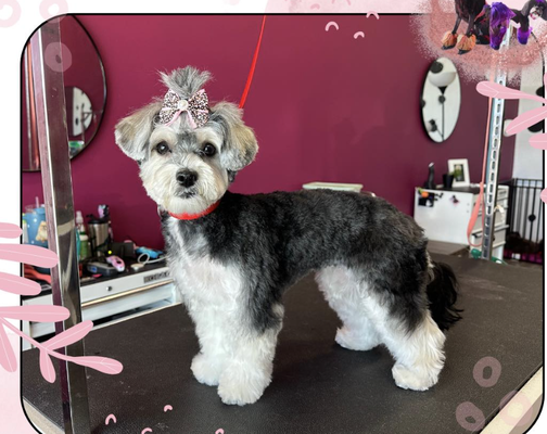 Pet Grooming - Pet Grooming Pet Grooming - Pet Grooming