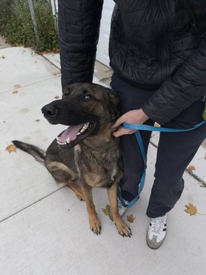 Dog Walking - Gideon - This is a German Shepherd named Gideon that we walk regularly.