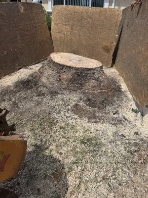 Stump Grinding - 🪵 Professional Stump Grinding
Don’t let an old tree stump take up valuable space or become a tripping hazard. Our stump grinding service removes unwanted stumps below ground level, leaving your yard cleaner, safer, and ready for new landscaping.
✅ Eliminates trip hazards
✅ Improves curb appeal
✅ Helps prevent pests and decay
✅ Prepares the area for grass, plants, or other landscaping
✅ Complete cleanup included
Reclaim your outdoor space with fast, professional stump grinding. Contact us today for a FREE estimate 530-789-4885! Stump Grinding - 🪵 Professional Stump Grinding
Don’t let an old tree stump take up valuable space or become a tripping hazard. Our stump grinding service removes unwanted stumps below ground level, leaving your yard cleaner, safer, and ready for new landscaping.
✅ Eliminates trip hazards
✅ Improves curb appeal
✅ Helps prevent pests and decay
✅ Prepares the area for grass, plants, or other landscaping
✅ Complete cleanup included
Reclaim your outdoor space with fast, professional stump grinding. Contact us today for a FREE estimate 530-789-4885!