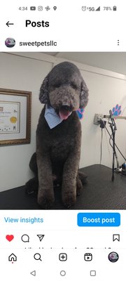 Big dogs - Big dog fluffy and shorter cut Big dogs - Big dog fluffy and shorter cut