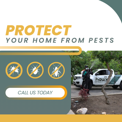 Protect Your Home From Pests - 📞 Call us today to book your first appointment: (602) 325-1386
Pests don’t belong in your space. With Hawx Pest Control, you get a team dedicated to eliminating infestations and preventing future ones. We use advanced products and proven methods to build a strong protective barrier, giving you the confidence that your property is fully guarded against unwanted intruders. Protect Your Home From Pests - 📞 Call us today to book your first appointment: (602) 325-1386
Pests don’t belong in your space. With Hawx Pest Control, you get a team dedicated to eliminating infestations and preventing future ones. We use advanced products and proven methods to build a strong protective barrier, giving you the confidence that your property is fully guarded against unwanted intruders.