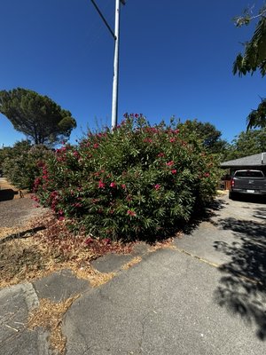 Client asked for a Trimming of the bush and weed whacking and hauling away the weeds - This job was done in under 2 hours not too bad
