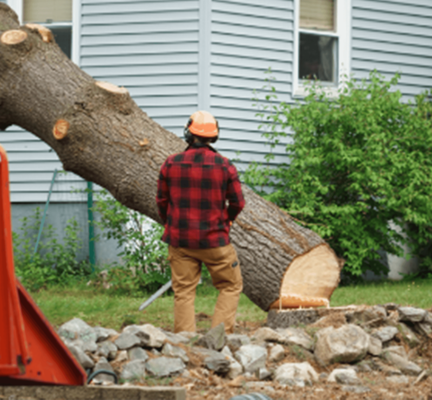 Tree Removal - Some of our clients wonder how, exactly, we evaluate whether a tree needs to be removed. The answer is that it’s a multifaceted process that we’ve honed to a fine science. When assessing a tree for possible removal, we take several details into account