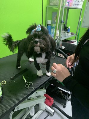 Rockstars! - Caring Paws is now open! please book your appointment￼!