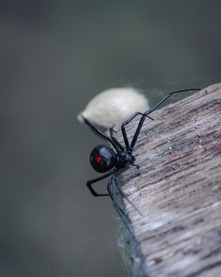 General Pest Control Service - Ants invading your kitchen or pantry for a snack? Spiders creeping your wife out? Call or text us today to schedule your free pest consultation. We offer Monthly and Bi-monthly Services for ants, spiders, crickets, earwigs, ect. We are a Eco-first pest control service provider. With Our General pest service we can help keep your family, pets, home or business safe from these pesky invaders. We offer a 30 day warranty for most services. General Pest Control Service - Ants invading your kitchen or pantry for a snack? Spiders creeping your wife out? Call or text us today to schedule your free pest consultation. We offer Monthly and Bi-monthly Services for ants, spiders, crickets, earwigs, ect. We are a Eco-first pest control service provider. With Our General pest service we can help keep your family, pets, home or business safe from these pesky invaders. We offer a 30 day warranty for most services.