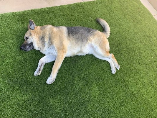 Synthetic Turf - The different turf projects we worked in the recent past. Synthetic Turf - The different turf projects we worked in the recent past.
