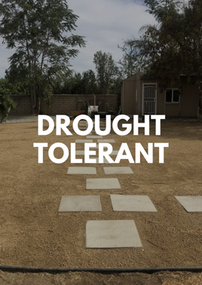 Drought Tolerant - 🌿 Discover the Beauty of Drought-Tolerant Landscaping! 🏡

🌵 Diverse Drought-Tolerant Plants: Witness an array of captivating succulents, hardy native plants, and other low-water gems harmoniously adorning the landscape. These vibrant choices not only conserve water but also lend a unique charm to the property.

🏞️ Efficient Water Management: Our landscaping experts have thoughtfully designed the layout to maximize water efficiency. With strategic placement and efficient irrigation systems, your outdoor space remains lush while minimizing water consumption.

🌾 Eco-Friendly Features: Explore the incorporation of decomposed granite pathways, natural rock accents, and eco-friendly mulching. These elements not only enhance the aesthetics but also contribute to a low-maintenance, environmentally conscious environment.