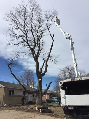 Removing two very large trees. A Locust and a Maple - These are both trees that required rigging with a lowering device. We rarely do it another way because it’s right way and safest Removing two very large trees. A Locust and a Maple - These are both trees that required rigging with a lowering device. We rarely do it another way because it’s right way and safest