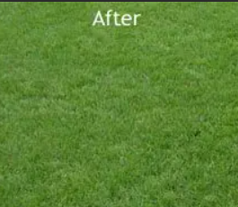 Stump Removal - We grind and remove stumps of any size. Just give us a call and we will be happy to come to take a look & give you a quote. Stump Removal - We grind and remove stumps of any size. Just give us a call and we will be happy to come to take a look & give you a quote.