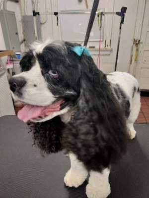 grooming palooza - all my grooms in the past year, will always add more as I go this year forward grooming palooza - all my grooms in the past year, will always add more as I go this year forward