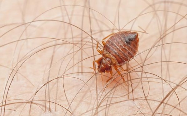 Bed Bug Control In Las Vegas, NV - Stop Bed Bugs Biting In Your Las Vegas Home
Bed bugs are a problem all over the United States, but in a destination hotspot like Las Vegas, they can be particularly troublesome. If you’ve been waking up with red bumps on your skin or have other reasons to believe that bed bugs may be in your home, you need the help of a professional Las Vegas pest control company like Pest Control Solutions, Inc. Bed bugs won’t go away on their own, and once you have an infestation, it will continue to grow larger until you eliminate it. Let Pest Control Solutions, Inc. stop your bed bug infestation in its tracks.
imgimg
Our Bed Bug Control Offerings
Professional Inspections
Proper identification is a must when it comes to bed bugs. Since they require a different treatment method than other types of pests, we must be sure you have a bed bug problem before beginning treatment. We’ll inspect your home to positively ID the bed bugs before beginning our service.
Treatment
Our treatments take two to three hours to perform when doing a whole house treatment. We perform residual treatments, which means that the product continues to work for several weeks after it is applied.
During the treatment, we’ll treat everything in the home where bed bugs may be hiding. These areas include mattresses, box springs, furniture, carpeting, baseboards, electrical outlets, and more.
Follow-Up
Our bed bug control service includes two follow-up visits. The first takes place seven days after the initial treatment, and the second takes place 30 days after the initial treatment. During these follow-ups, we’ll search for any signs of bed bug activity, and re-treat if necessary.
Bed Bug Warranty
Our bed bug control service comes with a 120-day warranty that begins immediately after the initial treatment. In order to qualify for the warranty, we must treat the whole house, and you must purchase bed bug-certified mattress encasements for all mattresses in the home.
We do offer single room treatments, but these are not warrantied. Bed Bug Control In Las Vegas, NV - Stop Bed Bugs Biting In Your Las Vegas Home
Bed bugs are a problem all over the United States, but in a destination hotspot like Las Vegas, they can be particularly troublesome. If you’ve been waking up with red bumps on your skin or have other reasons to believe that bed bugs may be in your home, you need the help of a professional Las Vegas pest control company like Pest Control Solutions, Inc. Bed bugs won’t go away on their own, and once you have an infestation, it will continue to grow larger until you eliminate it. Let Pest Control Solutions, Inc. stop your bed bug infestation in its tracks.
imgimg
Our Bed Bug Control Offerings
Professional Inspections
Proper identification is a must when it comes to bed bugs. Since they require a different treatment method than other types of pests, we must be sure you have a bed bug problem before beginning treatment. We’ll inspect your home to positively ID the bed bugs before beginning our service.
Treatment
Our treatments take two to three hours to perform when doing a whole house treatment. We perform residual treatments, which means that the product continues to work for several weeks after it is applied.
During the treatment, we’ll treat everything in the home where bed bugs may be hiding. These areas include mattresses, box springs, furniture, carpeting, baseboards, electrical outlets, and more.
Follow-Up
Our bed bug control service includes two follow-up visits. The first takes place seven days after the initial treatment, and the second takes place 30 days after the initial treatment. During these follow-ups, we’ll search for any signs of bed bug activity, and re-treat if necessary.
Bed Bug Warranty
Our bed bug control service comes with a 120-day warranty that begins immediately after the initial treatment. In order to qualify for the warranty, we must treat the whole house, and you must purchase bed bug-certified mattress encasements for all mattresses in the home.
We do offer single room treatments, but these are not warrantied.
