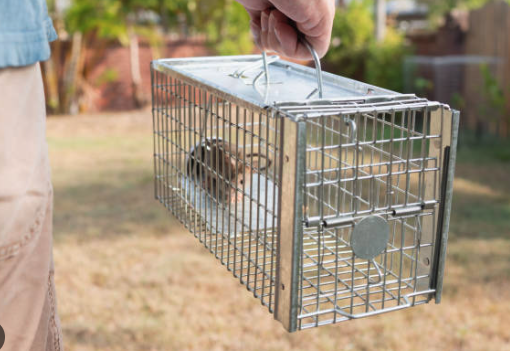 Rodent Control and Exclusion Services - MENTION YELP FOR A $25 CREDIT
We will seal up any entry points from the outside to keep the rodents away. Our exclusion services are top-notch. We focus not only on keeping the rodents out but we will also make sure the system is aesthetically pleasing.
One year guarantee with rodent exclusion services Rodent Control and Exclusion Services - MENTION YELP FOR A $25 CREDIT
We will seal up any entry points from the outside to keep the rodents away. Our exclusion services are top-notch. We focus not only on keeping the rodents out but we will also make sure the system is aesthetically pleasing.
One year guarantee with rodent exclusion services