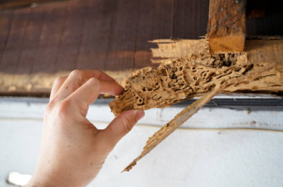 Termite Protection & Treatment - Comprehensive termite inspection, treatment and prevention solutions designed to protect your property year -round.