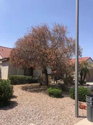 Tree Removal - Tree Removal in Sun City Grand 🌳 Tree Removal - Tree Removal in Sun City Grand 🌳