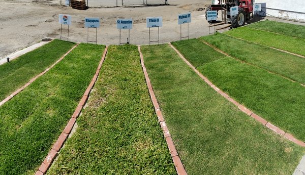 We offer different grass options - all tipe of grass .
diferent options