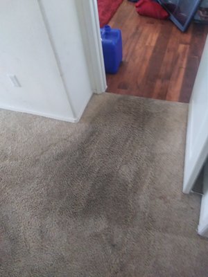 Carpet Cleaning - These carpets had major traffic stains. The customers had a few companies before ours and were unsuccessful. We we were proud to be able to have the carpet make them feel at home again. Carpet Cleaning - These carpets had major traffic stains. The customers had a few companies before ours and were unsuccessful. We we were proud to be able to have the carpet make them feel at home again.