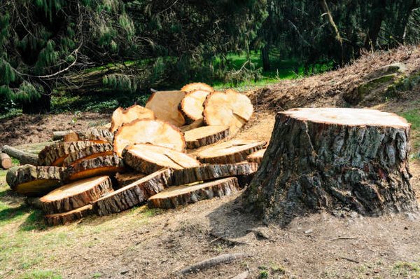 Trees and Stump Removal - Call / Text (925) 325-6088 - Tree and Stump Removal