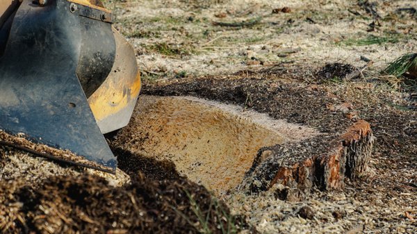 Stump Grinding - Is there are stump where your new driveway is going to be? Maybe you are tired of having to mow around that stump in the back yard.
All Seasons Tree Service has the best equipment for the job. Let us come and do the dirty work of stump grinding with our self-propelled hydraulic stump grinder. Able to fit through most standard yard gates.
Our professional teams are willing and able to grind all your problem stumps away. Ready to get your lawn back? Call us for stump grinding estimate today. Stump Grinding - Is there are stump where your new driveway is going to be? Maybe you are tired of having to mow around that stump in the back yard.
All Seasons Tree Service has the best equipment for the job. Let us come and do the dirty work of stump grinding with our self-propelled hydraulic stump grinder. Able to fit through most standard yard gates.
Our professional teams are willing and able to grind all your problem stumps away. Ready to get your lawn back? Call us for stump grinding estimate today.