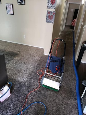 a whole house scrub package. - Our client decided to get our scrub package knowing how soiled the carpets had become over the years. They were glad they went with it and were very pleased. a whole house scrub package. - Our client decided to get our scrub package knowing how soiled the carpets had become over the years. They were glad they went with it and were very pleased.