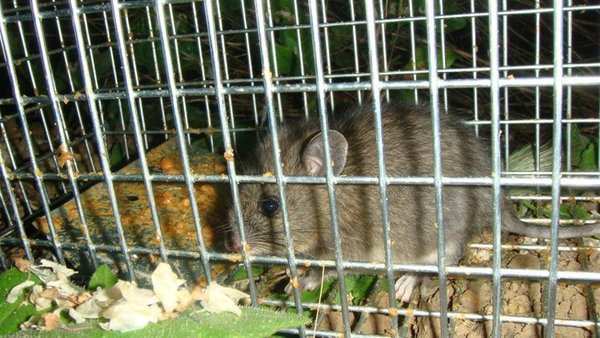 Mice & Rat Service - - We inspect interior and exterior to assess how rodents are entering the structure and all possible access routes they could use that need to be sealed and repaired.
- During your inspection we assess the level of infestation & volume of feces/urine needing to removed and areas disinfected.
- We assess if misting is required for odor or if dangerous fecal airborne spores are present. 

We then seal and repair all Rodent entry points down to 1/4 inch found during your inspection on the exterior and interior of home and set live catch traps and/or exclusion devices to remove any rodents inhabiting the home after the sealing repair work has been completed. 
- Traps are left in place for 7 days and checked by technicians over the week. Animals are relocated & traps are rebaited and reset.

What separates us from other pest control companies:

1. We are actual wildlife specialists with backgrounds in zoology, conservation biology, wildlife management and more. 
2. We do not harm the mice or rats or the environment like all the pest control companies do with poison, pesticides, glue traps and snap traps. Animals killed by rodenticide kill the animals that eat them and they suffer a horrible death as do mice in glue traps.
3. Our technicians are also skilled tradesmen that do high quality workmanship while also focusing on aesthetics.
4. We don't put you on never ending monthly contracts with temporary fixes. Once we do a job it's permanent and it's done once.   

6 MONTH WARRANTY ON ALL WORK PERFORMED
