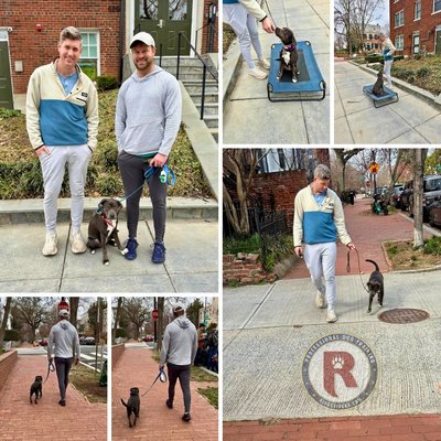 From Shy to Confident—Jet’s Journey to Success! - From Shy to Confident—Jet’s Journey to Success! 🐶✨
Jet, a six-month-old pit mix rescue, started training as a shy and nervous dog, unsure of new experiences and sounds. With patience, positive reinforcement, and clear communication, she has made incredible progress. After completing our two-week board and train program Jet has gained confidence and mastered her obedience commands.
Now, Jet is thriving, and her journey is just beginning! We are so proud of her hard work and cannot wait to see her continue to grow alongside her loving family.
📍 Location: Washington, DC  
🐾 Trainer: RSK9 Ariel 
📞 Call or Text: 571-271-5595
💰 Financing Available for All Training Programs!    
🌐 Visit: www.RidgesideK9.com  
👨‍✈️ Veteran & Police Owned
Does your dog need a confidence boost? Let’s build a stronger, happier, and more obedient companion together! Contact Ridgeside K9 today to get started. 🐾💙
#dogtraining #ridgesidek9 #rsk9ariel #dogofthedaydaily #pitbullmix #rescuedismyfavoritebreed #rescuedogsofinstagram #rescuedogsrock #dogobediencetraining