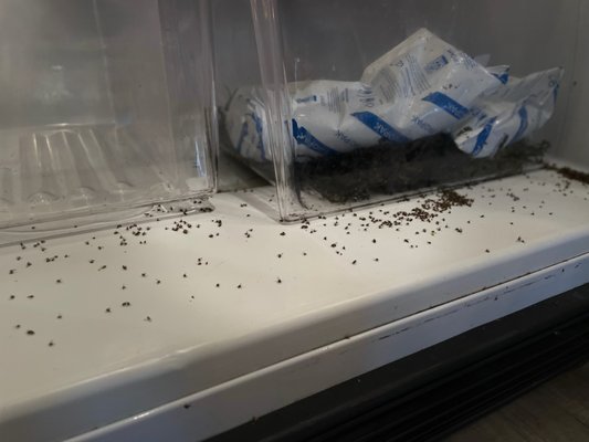 The Great Fridge Rescue - Our client moved into a unit, but was unfortunately called away for several months to handle an emergency. Unfortunately, a lot of personal items were lost to vermin, rats, mice and maggots. The fridge was full of food, but all was lost. It was a challenging project, but our team got it done in a few hours. We back our work with a satisfaction guarantee (unless you're a bug). The Great Fridge Rescue - Our client moved into a unit, but was unfortunately called away for several months to handle an emergency. Unfortunately, a lot of personal items were lost to vermin, rats, mice and maggots. The fridge was full of food, but all was lost. It was a challenging project, but our team got it done in a few hours. We back our work with a satisfaction guarantee (unless you're a bug).