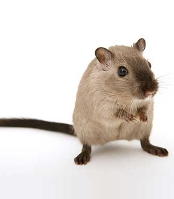Rodent Control & Wildlife Control - Say goodbye to unwanted critters and take back your home, inside and out! Our proven residential rodent and wildlife solutions help families just like yours restore comfort and peace of mind to their living spaces and yards.
We know life gets busy, which is why we offer fast response times and convenient Saturday appointments. With a quick call, one of our expert Home Defense Specialists can be on-site within 24 hours to deliver a tailored, 5-star-rated solution.
Backed by our satisfaction guarantee, you can count on top-tier care designed with you, your family, your home, and your pets in mind. Let All N One Pest Eliminators make your home safe, comfortable, and pest-free again! Rodent Control & Wildlife Control - Say goodbye to unwanted critters and take back your home, inside and out! Our proven residential rodent and wildlife solutions help families just like yours restore comfort and peace of mind to their living spaces and yards.
We know life gets busy, which is why we offer fast response times and convenient Saturday appointments. With a quick call, one of our expert Home Defense Specialists can be on-site within 24 hours to deliver a tailored, 5-star-rated solution.
Backed by our satisfaction guarantee, you can count on top-tier care designed with you, your family, your home, and your pets in mind. Let All N One Pest Eliminators make your home safe, comfortable, and pest-free again!