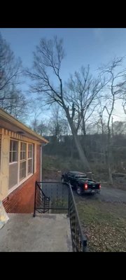 Over 100 ' Red Oak removal - The crew took their time and came up with. a plan and nailed it taking this over 100' Red Oak down!!! Call us today for your tree work needs!!! We are the crew for you! Have a wonderful day!