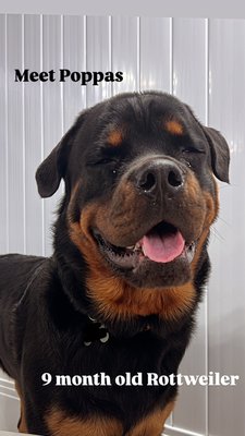Doggy Daycare - Our daycare runs from 7:00 AM to 7:00 PM, offering nonstop play under careful supervision. With multiple playgrounds, we make sure your pup is in the best playgroup for their personality and energy level.
Walks are included—one in the morning and one in the afternoon.
Pricing is $40 per day for spayed/neutered dogs and $45 for those that aren’t. Doggy Daycare - Our daycare runs from 7:00 AM to 7:00 PM, offering nonstop play under careful supervision. With multiple playgrounds, we make sure your pup is in the best playgroup for their personality and energy level.
Walks are included—one in the morning and one in the afternoon.
Pricing is $40 per day for spayed/neutered dogs and $45 for those that aren’t.