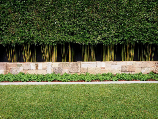 Bamboo Plants For Privacy Screening - Bamboo For Privacy Screening
Several cultivars of bamboo are widely used for privacy screening and visual screening to block unsightly views. People seek out bamboos for these purposes because they can provide tall and dense screening in relatively narrow areas next to property lines while zoning regulations limit the height of property line fences and walls. Bamboo plants can be used for screening from neighboring properties with single or multistory structures or to provide screening from public right of ways.
Where to Start in Planning Your Bamboo Screening Design
There is no one kind of bamboo that is best for all screening scenarios. The preliminary factors that need to be considered when determining the best choice of bamboo cultivar are: 1) the length and width of the area available for bamboo canes to grow out of the ground or out of containers, and 2) the height range over which the screening is required (which is not necessarily the same as the height of the bamboo). When you are investigating your potential bamboo planting the first thing to do is measure the length and width of the area available for bamboo to grow. In many cases the length can be quickly determined if the area is next to a fence because fence panels are typically 8 feet long. In this scenario you can count the number of fence panels you want to plant next to and multiply that number by 8 feet per panel to arrive upon your length. The length is especially important when it comes to determining how many plants will be needed. To determine the available width, we recommend using a tape measure to determine the number of inches wide your bamboo growing area is. The width is especially important for selection of the bamboo cultivar you will use. Typically, you are going to want a minimum of 2 to 3 feet of width for your bamboo planting and more is better for several reasons. Bamboo can be grown in areas narrower than 2 feet although it becomes more challenging, especially if you are going to try to grow bamboo in an area that is less than 1 foot in width.
Considerations for Planting Clumping Bamboo Cultivars
Many people prefer to use clumping bamboo cultivars because they can be responsibly grown in the ground without the use of underground rhizome barrier. Rhizome barrier is typically only used for running bamboo varieties and there is some cost associated with the barrier itself and there is usually a large cost associated with installing rhizome barrier. For smaller statured clumping bamboos (defined herein as having the ability to grow 6 to 20 feet tall) we recommend the bamboo growing area be at least 3 feet wide and preferably wider. In a 3 foot wide growing area you can give each plant a 3 foot diameter circle of soil which is what we consider to be the functional minimum amount of space required. To achieve a complete screen of bamboo that you cannot see through above a solid 6 foot tall fence we recommend planting smaller statured clumping bamboos every 3 to 6 feet, center to center, along a line parallel to the fence and separated from the fence by at least 1.5 feet. This is one of the most common scenarios for property line privacy screening. For larger statured clumping bamboos (defined herein as having the ability to grow taller than 20 feet) we recommend the bamboo growing area be at least 4 feet wide and preferably wider. In a 4 foot wide growing area you can give each plant a 4 foot diameter circle of soil which is what we consider to be the functional minimum amount of space required for a larger statured clumping bamboo. To achieve a complete screen of bamboo that you cannot see through above a solid 6 foot tall fence we recommend planting larger statured clumping bamboos every 4 to 6 feet, center to center, along a line parallel to the fence and separated from the fence by at least 2 feet. Growing clumping bamboos in areas narrower than our recommended minimums results in more frequent, more difficult, and more expensive maintenance costs over the years to come (especially with regard to the process of rhizome pruning which is how the size of the footprint of a clumping bamboo is properly maintained). If you are giving your clumping bamboo plants a 3 foot wide growing area next to a fence you should plant the centers of the plants 1.5 feet away from the fence. If you are giving your clumping bamboo plants a 4 foot wide growing area next to a fence you should plant the centers of the plants 2 feet away from the fence.
Call us now at (530) 756-7997 for more details! Bamboo Plants For Privacy Screening - Bamboo For Privacy Screening
Several cultivars of bamboo are widely used for privacy screening and visual screening to block unsightly views. People seek out bamboos for these purposes because they can provide tall and dense screening in relatively narrow areas next to property lines while zoning regulations limit the height of property line fences and walls. Bamboo plants can be used for screening from neighboring properties with single or multistory structures or to provide screening from public right of ways.
Where to Start in Planning Your Bamboo Screening Design
There is no one kind of bamboo that is best for all screening scenarios. The preliminary factors that need to be considered when determining the best choice of bamboo cultivar are: 1) the length and width of the area available for bamboo canes to grow out of the ground or out of containers, and 2) the height range over which the screening is required (which is not necessarily the same as the height of the bamboo). When you are investigating your potential bamboo planting the first thing to do is measure the length and width of the area available for bamboo to grow. In many cases the length can be quickly determined if the area is next to a fence because fence panels are typically 8 feet long. In this scenario you can count the number of fence panels you want to plant next to and multiply that number by 8 feet per panel to arrive upon your length. The length is especially important when it comes to determining how many plants will be needed. To determine the available width, we recommend using a tape measure to determine the number of inches wide your bamboo growing area is. The width is especially important for selection of the bamboo cultivar you will use. Typically, you are going to want a minimum of 2 to 3 feet of width for your bamboo planting and more is better for several reasons. Bamboo can be grown in areas narrower than 2 feet although it becomes more challenging, especially if you are going to try to grow bamboo in an area that is less than 1 foot in width.
Considerations for Planting Clumping Bamboo Cultivars
Many people prefer to use clumping bamboo cultivars because they can be responsibly grown in the ground without the use of underground rhizome barrier. Rhizome barrier is typically only used for running bamboo varieties and there is some cost associated with the barrier itself and there is usually a large cost associated with installing rhizome barrier. For smaller statured clumping bamboos (defined herein as having the ability to grow 6 to 20 feet tall) we recommend the bamboo growing area be at least 3 feet wide and preferably wider. In a 3 foot wide growing area you can give each plant a 3 foot diameter circle of soil which is what we consider to be the functional minimum amount of space required. To achieve a complete screen of bamboo that you cannot see through above a solid 6 foot tall fence we recommend planting smaller statured clumping bamboos every 3 to 6 feet, center to center, along a line parallel to the fence and separated from the fence by at least 1.5 feet. This is one of the most common scenarios for property line privacy screening. For larger statured clumping bamboos (defined herein as having the ability to grow taller than 20 feet) we recommend the bamboo growing area be at least 4 feet wide and preferably wider. In a 4 foot wide growing area you can give each plant a 4 foot diameter circle of soil which is what we consider to be the functional minimum amount of space required for a larger statured clumping bamboo. To achieve a complete screen of bamboo that you cannot see through above a solid 6 foot tall fence we recommend planting larger statured clumping bamboos every 4 to 6 feet, center to center, along a line parallel to the fence and separated from the fence by at least 2 feet. Growing clumping bamboos in areas narrower than our recommended minimums results in more frequent, more difficult, and more expensive maintenance costs over the years to come (especially with regard to the process of rhizome pruning which is how the size of the footprint of a clumping bamboo is properly maintained). If you are giving your clumping bamboo plants a 3 foot wide growing area next to a fence you should plant the centers of the plants 1.5 feet away from the fence. If you are giving your clumping bamboo plants a 4 foot wide growing area next to a fence you should plant the centers of the plants 2 feet away from the fence.
Call us now at (530) 756-7997 for more details!