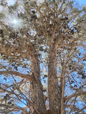 Tree Canopy Pruning & Structural Thinning Service - Pruned and thinned the canopy to remove deadwood and heavy branches, allowing more sunlight and airflow through the tree. This helps reduce stress, improves overall tree health, and gives it a cleaner, more balanced structure.