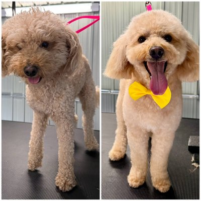 Before and after puppies haircut - Welcome! 🐶✨
I’ve shared real before & after grooming transformations from Happy Hapoo Pet Services so you can see the quality of my work and editing style.
Each transformation highlights the care, attention to detail, and love that goes into every groom. My goal is to make every pet look and feel their absolute best while creating clean, professional images that showcase the results. Before and after puppies haircut - Welcome! 🐶✨
I’ve shared real before & after grooming transformations from Happy Hapoo Pet Services so you can see the quality of my work and editing style.
Each transformation highlights the care, attention to detail, and love that goes into every groom. My goal is to make every pet look and feel their absolute best while creating clean, professional images that showcase the results.