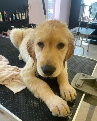 Before and after grooms! - A few grooms! Before and after grooms! - A few grooms!