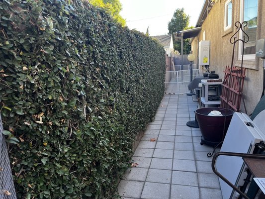 Vine removal - Removal before and after