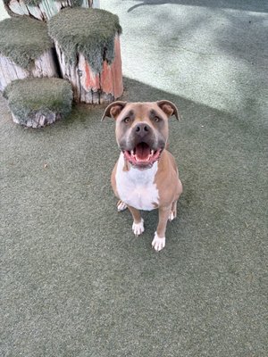 Happy Dog - Setup the best possible day for your pup! Happy Dog - Setup the best possible day for your pup!